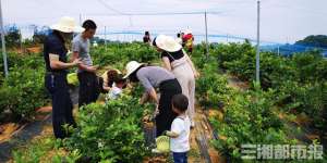 长沙蓝莓种植(长沙5000亩蓝莓熟了，快来，相约“莓”好时光)