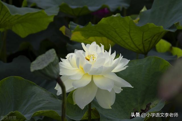 写植物作文的优秀段落集锦，让孩子写作妙笔生花