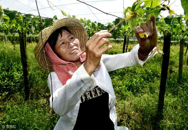 罗汉果经济价值高，如何绿色种植？原来正确的种植方法如此简单