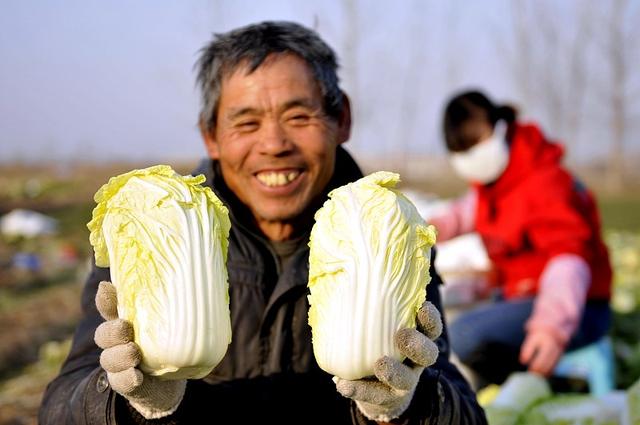 娃娃菜最佳播种时间到，播种到收获不用两个月，经济效益很可观