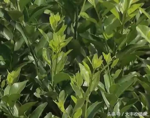 荔浦沙糖桔种植技术大全，含选苗技巧、修剪技术