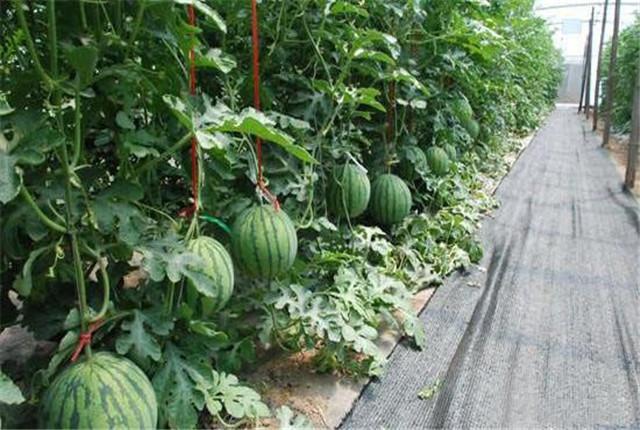 不用土就能种西瓜，西瓜的无土种植技术介绍，提质增量的好方法