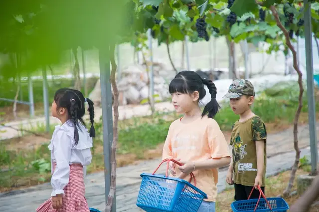 长泰南山谷：四季葡萄承包你一年的甜蜜