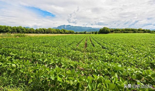 2022年黑龙江大豆种植面积具体是多少？还会有补贴吗？