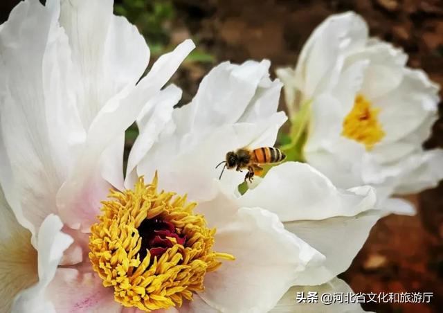 花开富贵！牡丹果然让邢台柏乡不同寻常！！