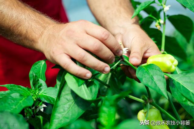 辣椒种植管理有诀窍，学会这7个管理方法能增产