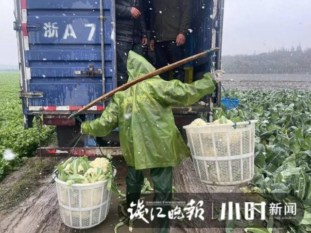 雪下得凌厉，杭州萧山一蔬菜基地，三位大姐雪中抢菜一分钟也不敢停