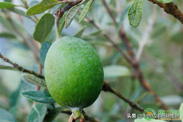 菲油果高产栽培技术