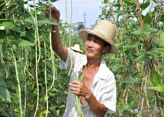 豇豆高产种植有技巧？老师傅教你6点，豇豆多开花、多结荚