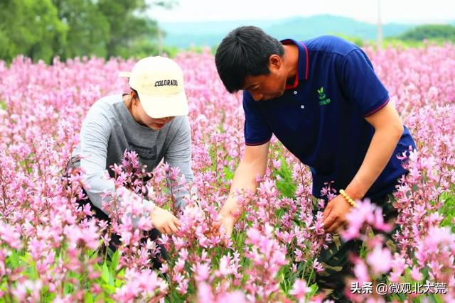 北大荒集团锦河农场白鲜皮“激情绽放”开出“致富花”