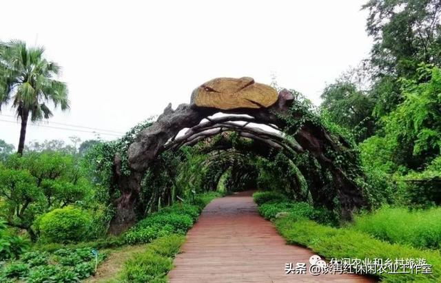 藤本植物将成为休闲农业和乡村旅游项目打造中的新亮点