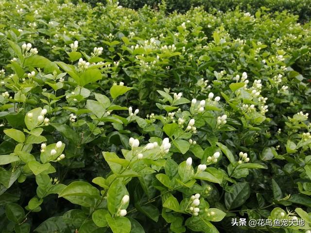 蛇类最讨厌的植物，轻松驱蛇，再不用依赖雄黄！