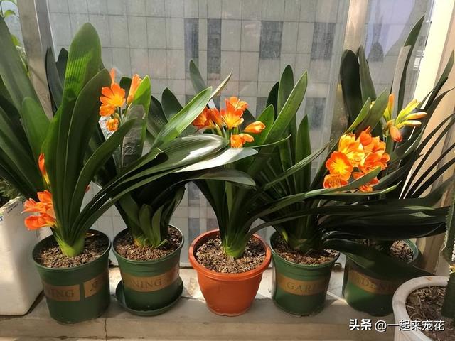 老花匠养花有技巧，了解这6个基本要点，养啥花都叶绿花艳