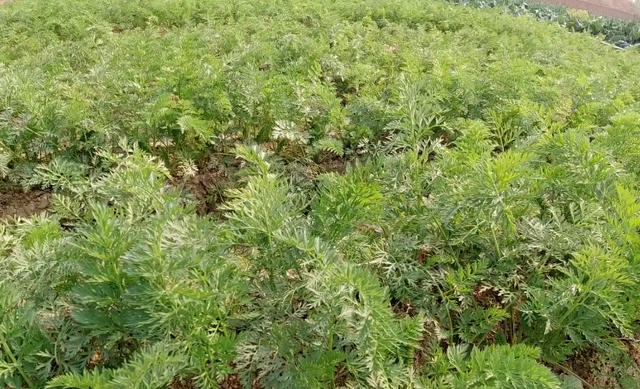 要想胡萝卜产量高，田间管理很重要，农户需掌握3个技巧