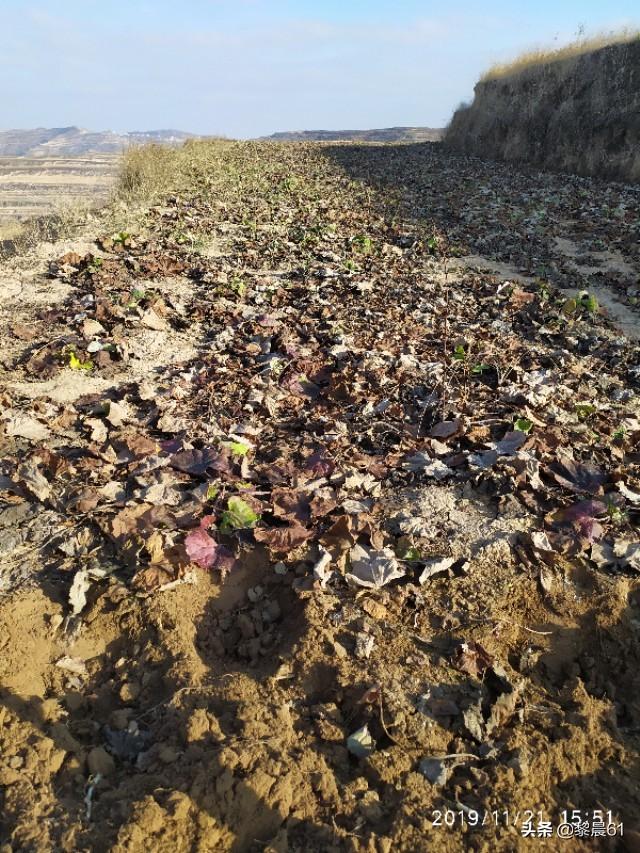 冬花有什么作用，种植收益怎么样