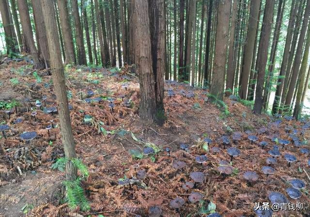 粤东北山区紫灵芝林下仿野生栽培技术