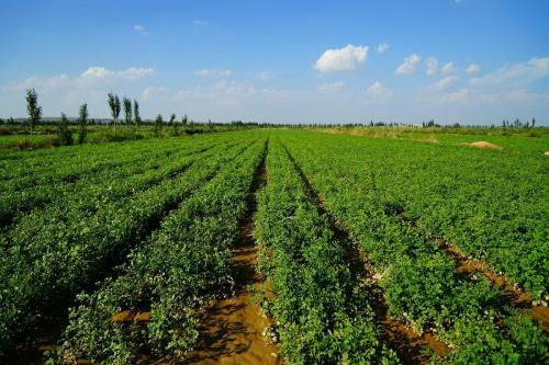 农户种植枸杞子效益高，掌握配方施肥技术，一棵能结一大堆