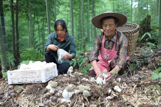 马勃，农村人俗称它为“牛屎菌”，名字不雅，实则美味，你吃过吗