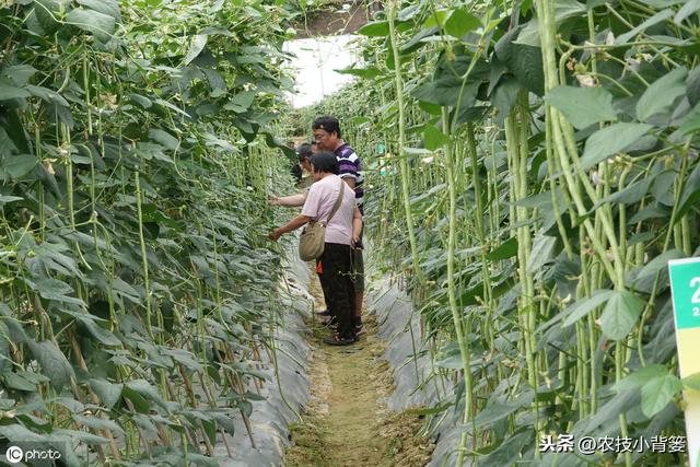 八九月份秋豆角种植正当时，用好这9招，豆角一茬一茬收不完