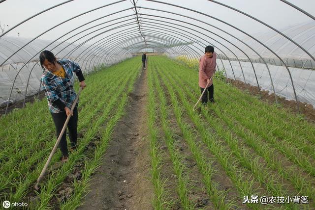 韭菜种植做好这五点，苗株根系发达、叶片肥大，产量品质有保证