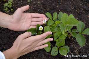 夏季草莓种植(草莓上市早、产量高，促好花芽分化是关键，这十个管理技巧要用好)