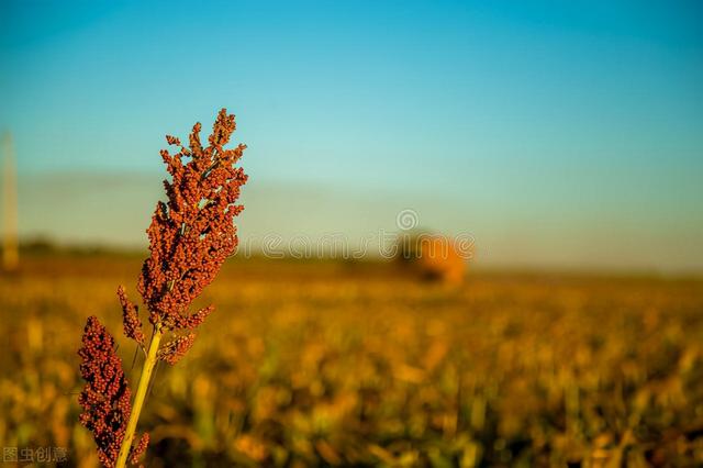 2022年还能种植高粱吗？想挣钱不那么容易，看完你就明白了