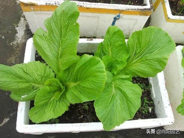 住高层也能种蔬菜，一把菜种，一个保温箱，30天就能收获一大盆