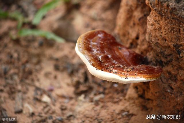 林下仿野生灵芝，高产高效栽培技术，种植过程中这些需要了解一下