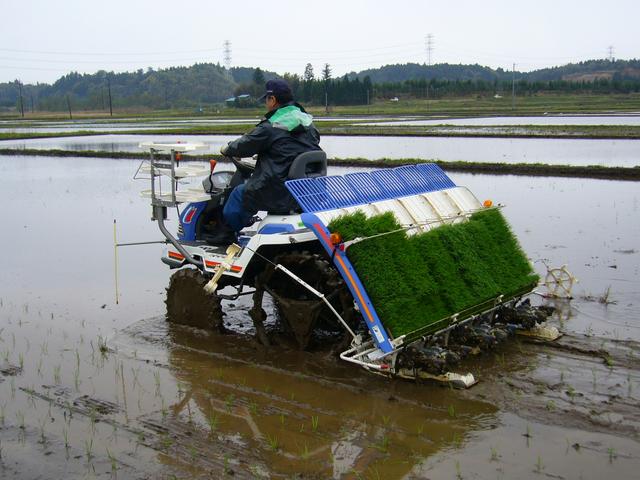 日本水稻的亩产量有多少斤？和中国相比，优势有多大？