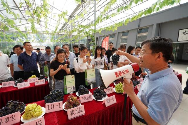 葡萄成为沪郊“摇钱树”！种植面积5万多亩，亩均产值在上海四大果树中位居第一