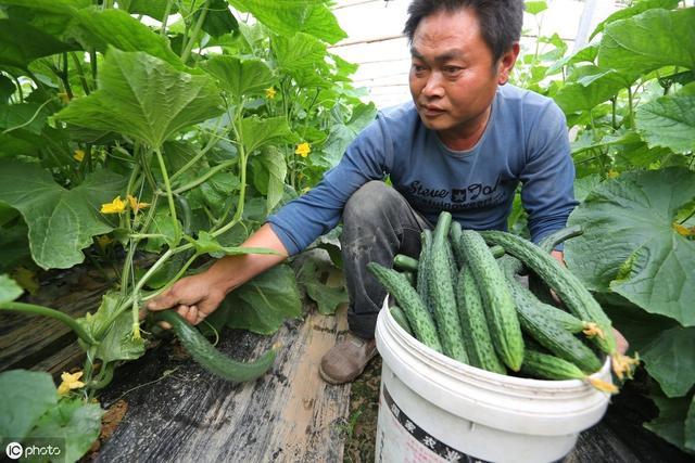 黄瓜高产种植技术规程