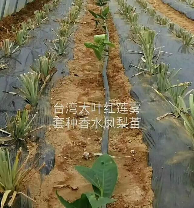 高端水果如何种植更赚钱？