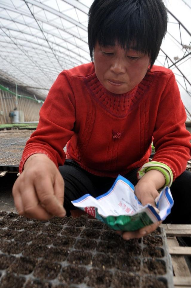 春甘蓝如何育苗？做对这4点，培育出的幼苗定植后茁壮成长