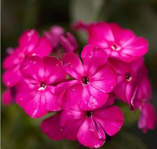 「花园植物」适合花园里栽种的15种多年生植物