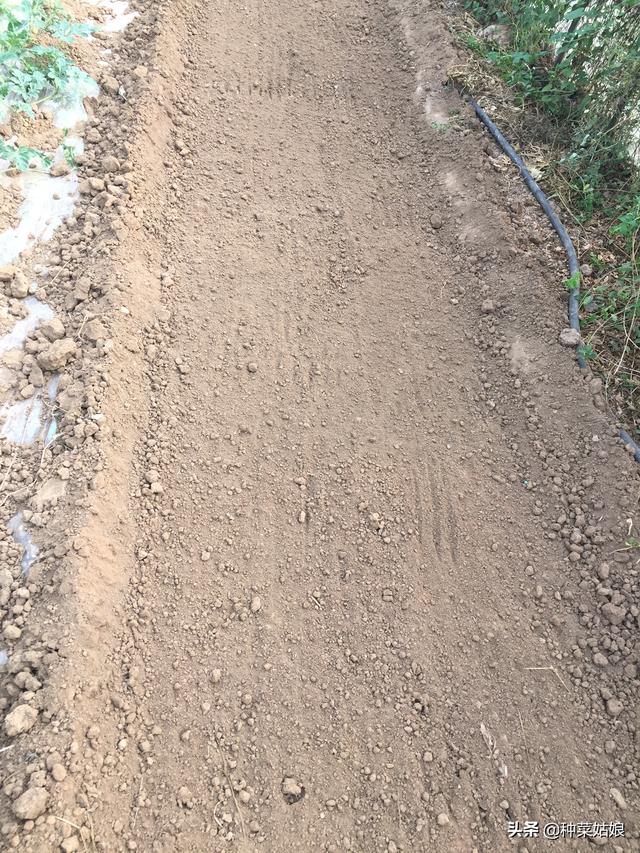 雨季种叶菜，出苗老是不好，掌握这些播种方法，出苗整齐又漂亮