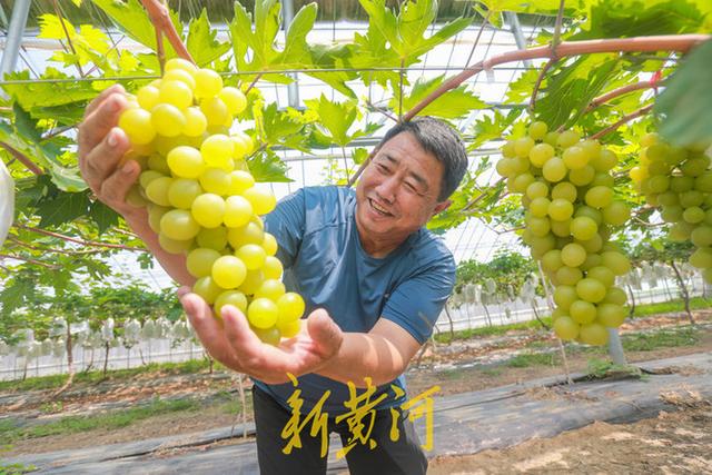 6500亩！全国最大留兰香专业种植村逆袭成美丽“香”村