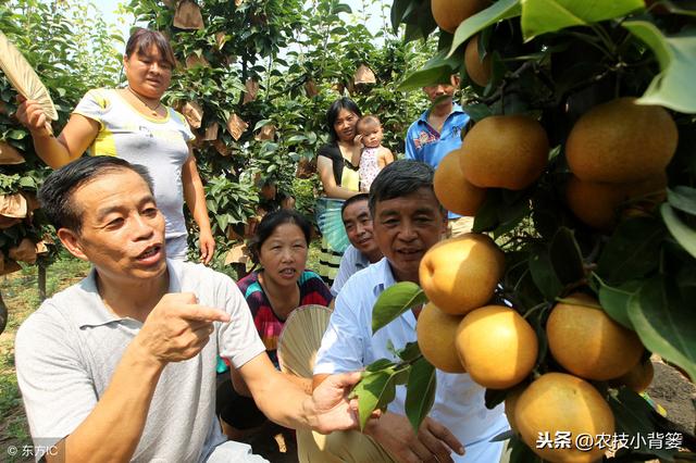 根好树才壮、树壮产量高！果园培育健壮果树和养护健壮根系的技巧