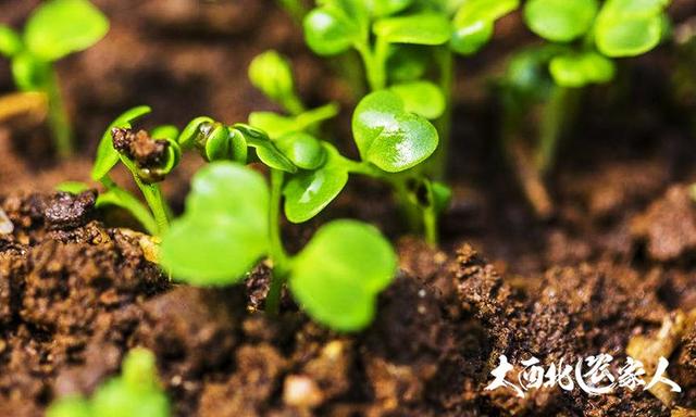 冬春大白菜苗期播种种植法