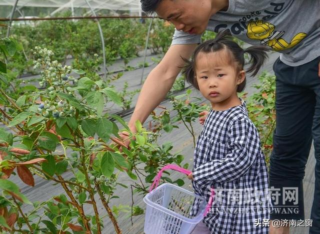 《济南人物》济南市蓝莓种植领头雁 杨松泼