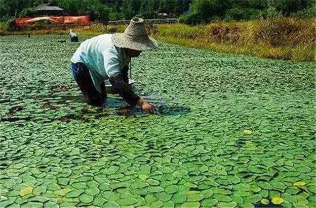 莼菜优质高产种植技术，你知道多少，一起来看看