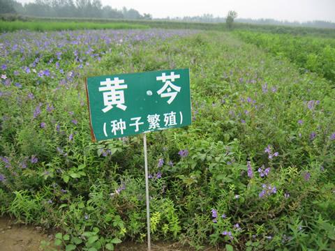 黄芩怎样种植？了解生长习性，4项栽培技术合理运用，加工要得法