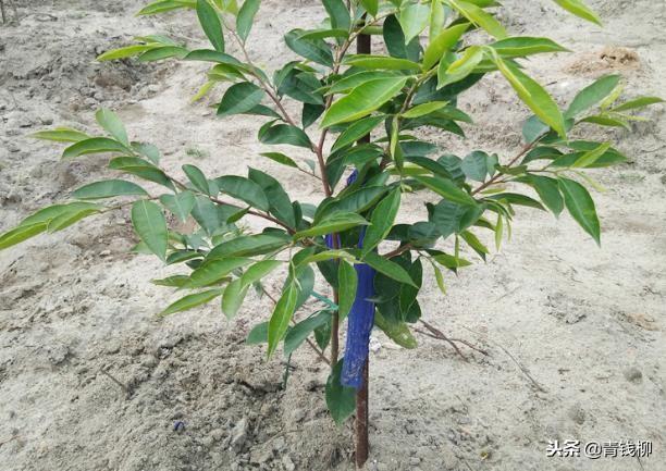 沉香种植现状及发展研究