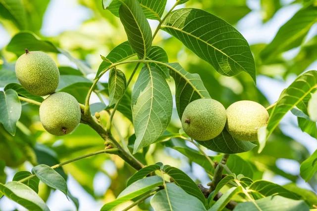 养殖种植一张网 绿色农业大循环