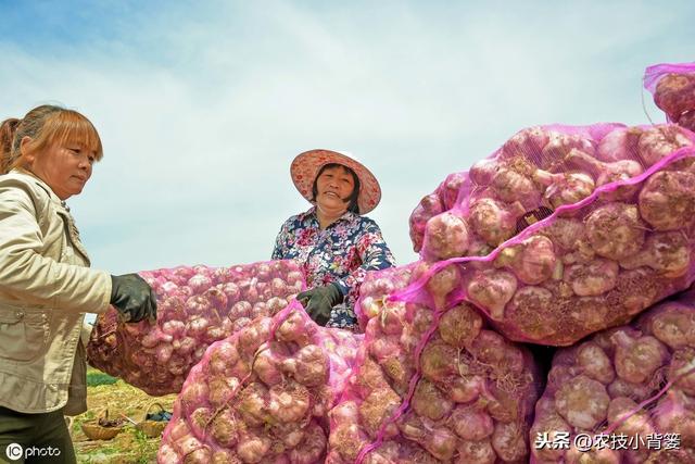 大蒜秋播正当时，如何播种管理才能得高产？蒜农应当注意这9点