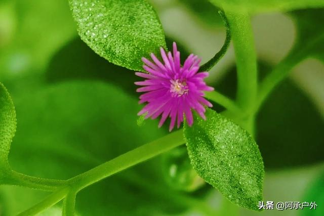 什么是田七菜，心叶日中花，牡丹吊兰，穿心莲，心叶冰花的扦插