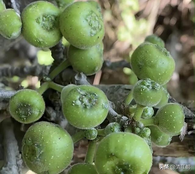 人称“牛奶树”，每株树可产奶3~4升，种一棵树可足够一家人饮用