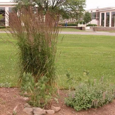 「花园植物」适合花园里栽种的15种多年生植物