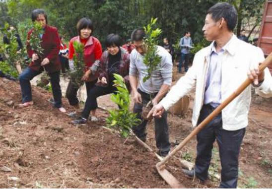 柚子种植技术，土壤时间水肥修剪缺一不可，种植户一起学学吧