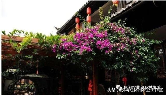 藤本植物将成为休闲农业和乡村旅游项目打造中的新亮点