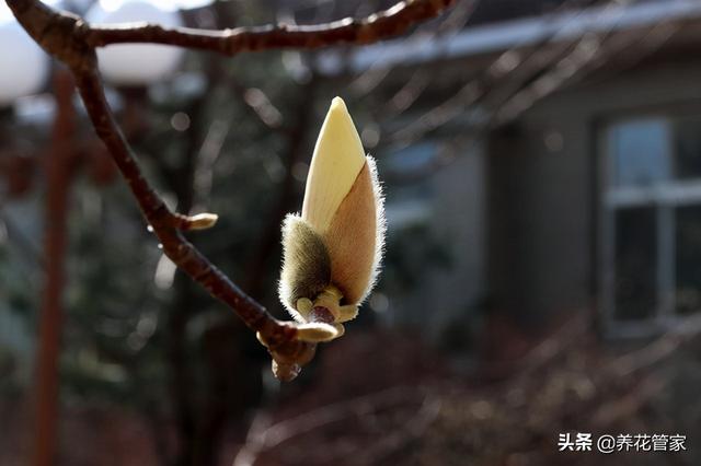 探寻罕见的黄玉兰，花开金黄，遇见吉祥